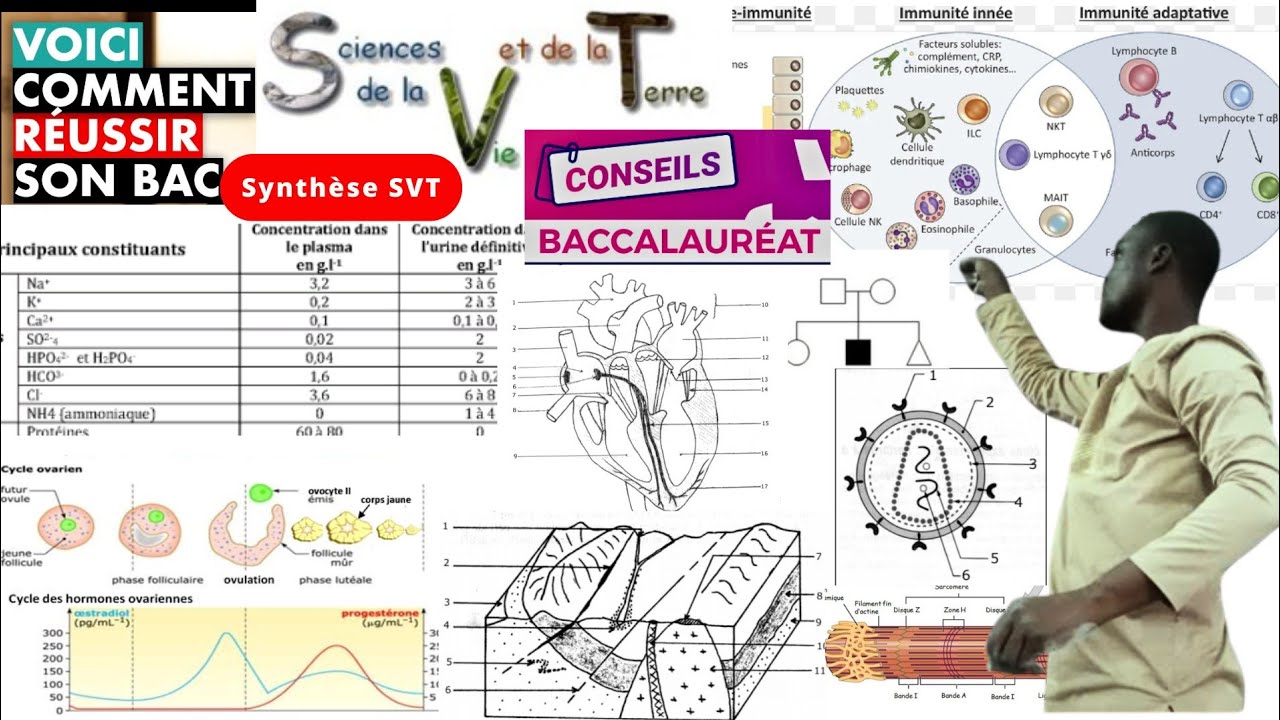 SVT 2024:Sujet susceptibles#Resumé de cours#Comment réussir son BAC