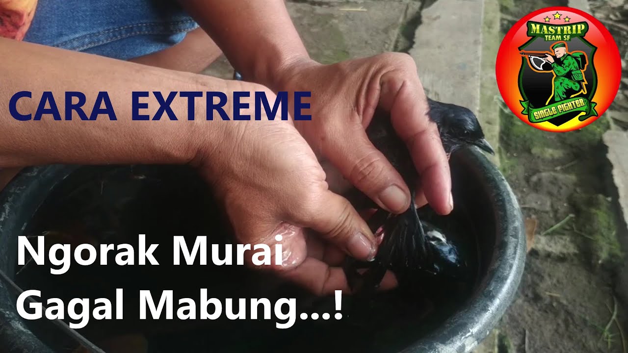 Mastrip Kicau - Cara Extreme Ngorak Murai Batu Gagal Mabung