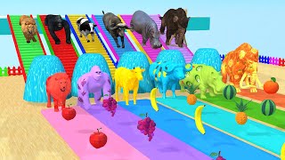 Gorilla Elephant Cow Buffalo Hippo Lion Choose The Right Fruit Game - Animal Game Animation