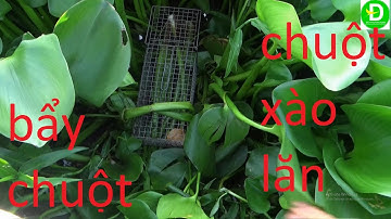 78  Bẩy Chuột Cống Nhum Trên Lục Bình - Chuột Cống Xào Lăn l Đất Phương Nam