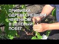 Как делать прививку одревесневшим черенком в зеленый побег www.vinograd-kriulya.com