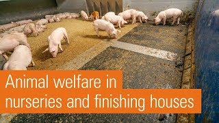 Welfare barn with solid flooring | Havito
