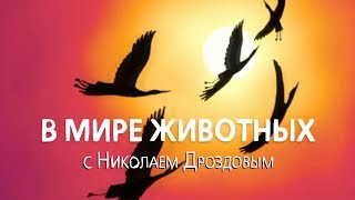 В мире животных с Николаем Дроздовым. Выпуск 58. В мире животных с Николаем Дроздовым. Выпуск 58.