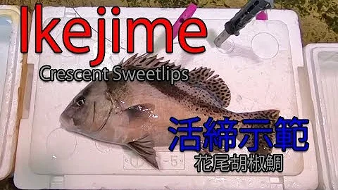 IkeJime method:  How to dispatch and bleed a Crescent Sweetlips (Koshodai)