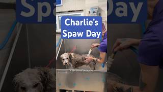 Charlie’s Inner Dialogue While Getting Groomed 🛁