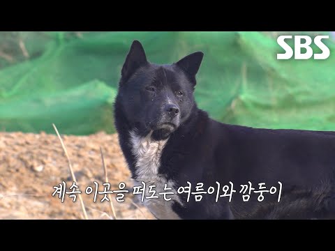 여름이×깜둥이, 하수관에서 아이들 키울 수 밖에 없던 이유↘
