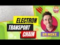 Mastering The Electron Transport Chain In Cellular Respiration