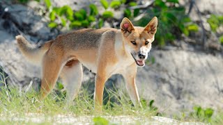 Tourists ‘silly’ behaviour blamed for rise in dingo attacks on K’gari