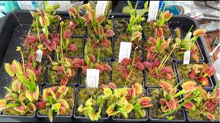 100s Of Flies Vs. Hungry Venus Flytraps! (insane Feeding Frenzy!)