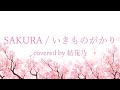 【フル】いきものがかり - SAKURA【 カバー / 歌詞付き / 結花乃】