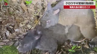 【速報】クロウサギ繁殖行動撮影 奄美大島の観光ガイド