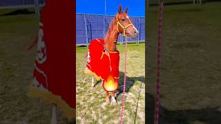 🔥Пах Шіркін🔥 #compilation #horse #horseriding #war #rek #кокбору #финиш #хочу #көкпар #лошади