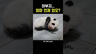 하부지? 엄마 언제 와오? #강바오 #아기판다