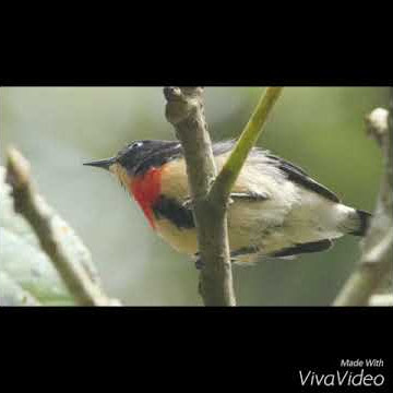 SUARA CABAI GUNUNG DI ALAM