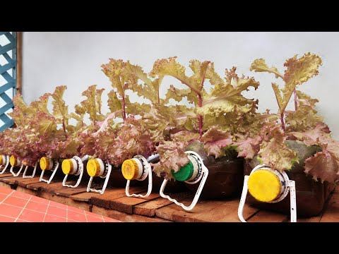 Tips for growing purple lettuce in plastic bottles