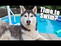 My Dogs Swimming Pool Routine