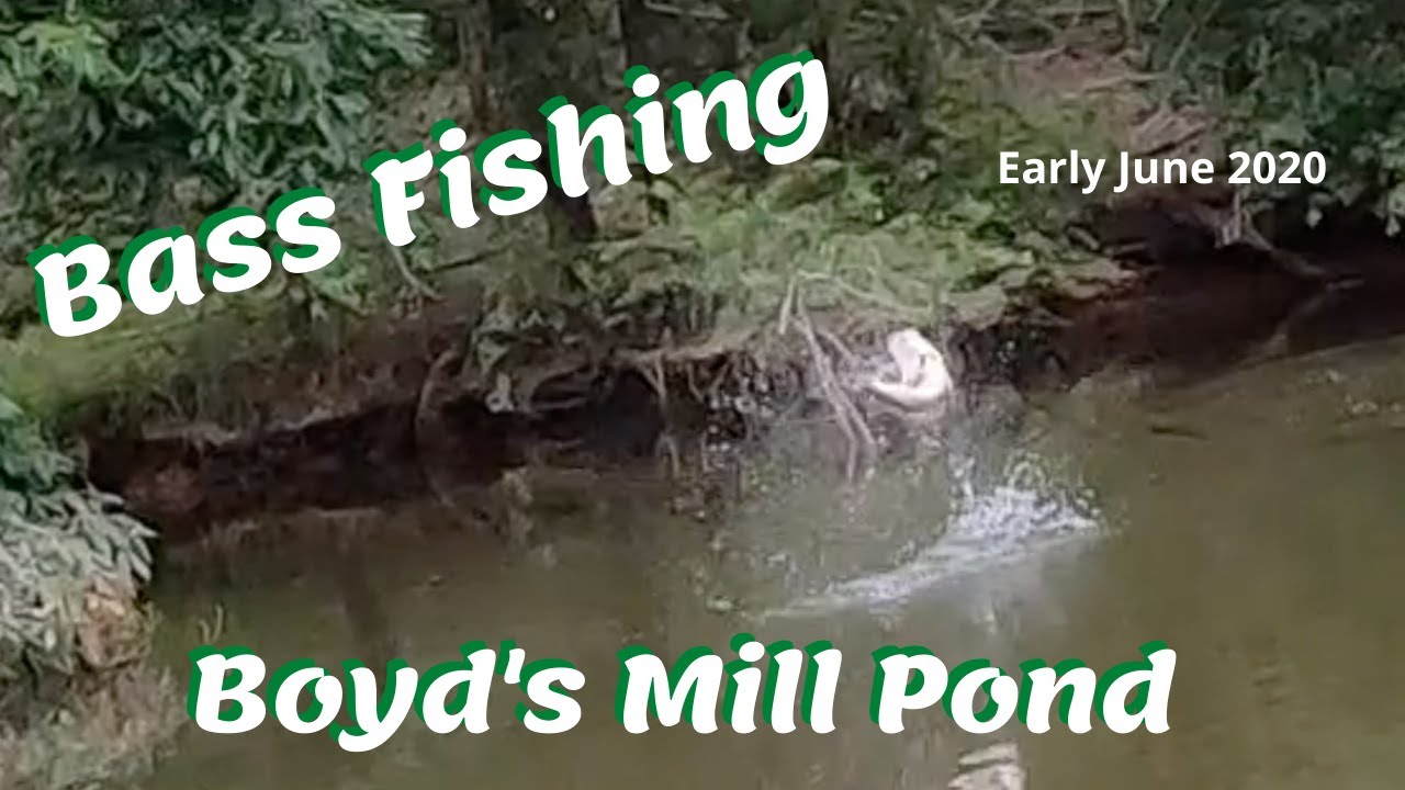 Bass Fishing Boyd's Mill Pond, Laurens, SC Early June 2020 YouTube
