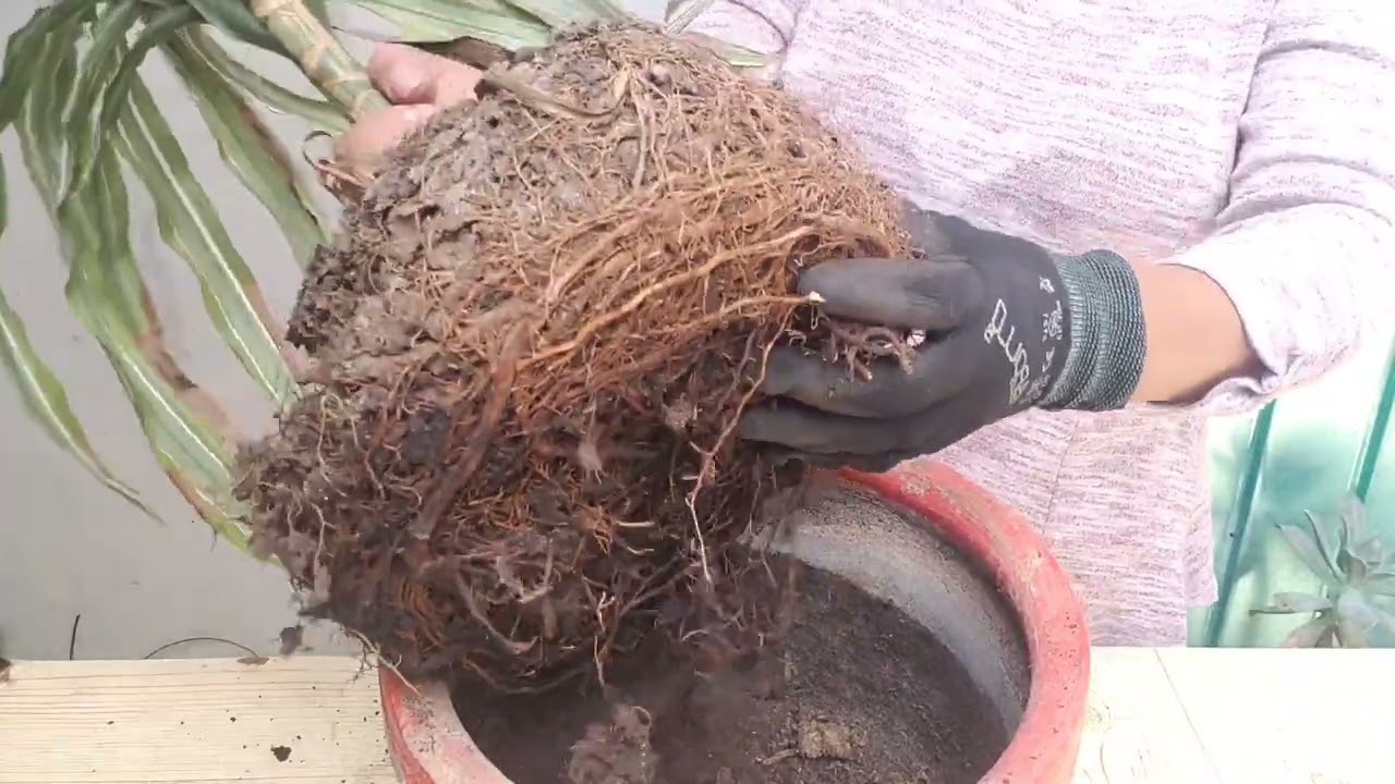 Como recuperar tu  dracaena!! #cuidados #reprodicion #explorando suculentas con viky