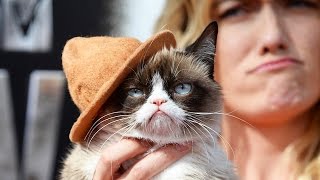 Я В ШОКЕ, СКОЛЬКО ЗАРАБАТЫВАЕТ ЭТОТ КОТ! САМЫЙ БОГАТЫЙ КОТ БИЗНЕСМЕН В МИРЕ Я В ШОКЕ, СКОЛЬКО ЗАРАБАТЫВАЕТ ЭТОТ КОТ! САМЫЙ БОГАТЫЙ КОТ БИЗНЕСМЕН В МИРЕ