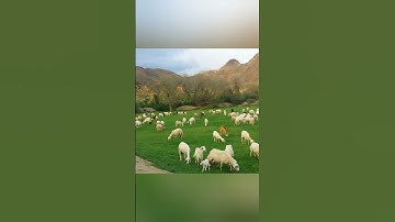 تلاوة من سورة يونس بصوت القارئ الشيخ فارس عبادد