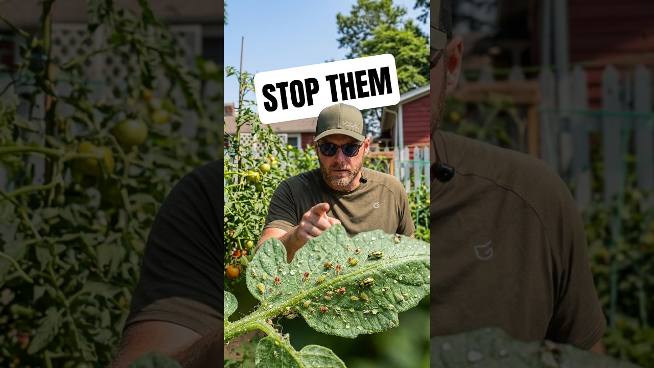 I Didn't Know This Organic Trick For Garden Bugs #gardening #pestcontrol #hack