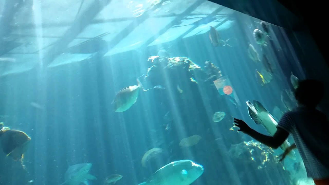 Aquarium de la Nouvelle Calédonie ! LE LAGON YouTube