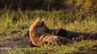 WILD KENYA | Diverse Nature of Kenya Full Documentary