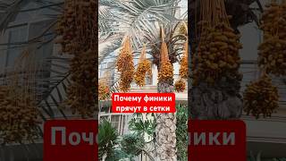 Почему в Египте финики прячут в сетки