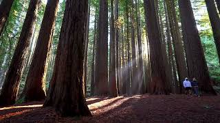 Redwood forrest in Victoria, Australia.  Slow motion and time lapse at golden hour 4K.