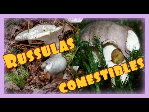 Video: Cómo Cocinar Hongos Russula