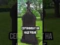 СЕРТИФИКАТ НА НАДГРОБИЕ #новости #россия #подарок #праздник  #учитель  #странное #школа