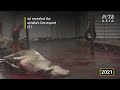 Live export exposed animals thrash and bleed on abattoir floor