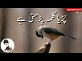 Hasbi Rabbi jallallah | WhatsApp status | Hamd Naat WhatsApp status |حسبی ربی Whatsapp Status Video Download Free