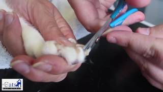 KITTYNAILS SIMPLYPETSONLINE VIDEO Nail clip two people by Simply Pets Online 51 views 7 years ago 1 minute, 18 seconds