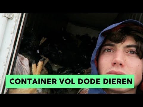 HEFTIGE BEELDEN! WILDE TIJGERS VOEREN! SIBERIË BACKSTAGE | niekroozen #5