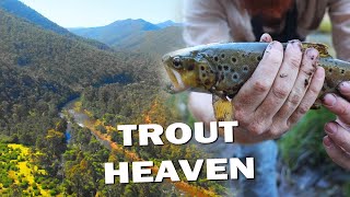 WILD TROUT FISH and SWAG CAMP / Macalister River - Victorian High Country Part 1 of 2 by Luke's Little Tribe 12,753 views 1 year ago 21 minutes