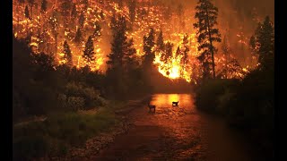 Trying to Reason with Wildfire Season - Saving and Caring for our Pets and Animal Friends