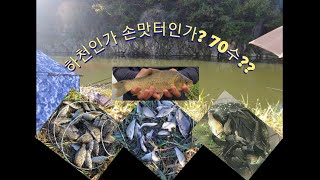 붕어낚시-조천천 하천인가 손맛터인가? 70수? 핸드폰 한 대로 어렵게 촬영하게된 사연ㅠㅠ