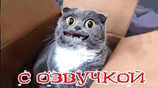 Приколы С Котами! С Озвучкой! - Смешные Коты! Самые Смешные Животные! Тест На Психику!