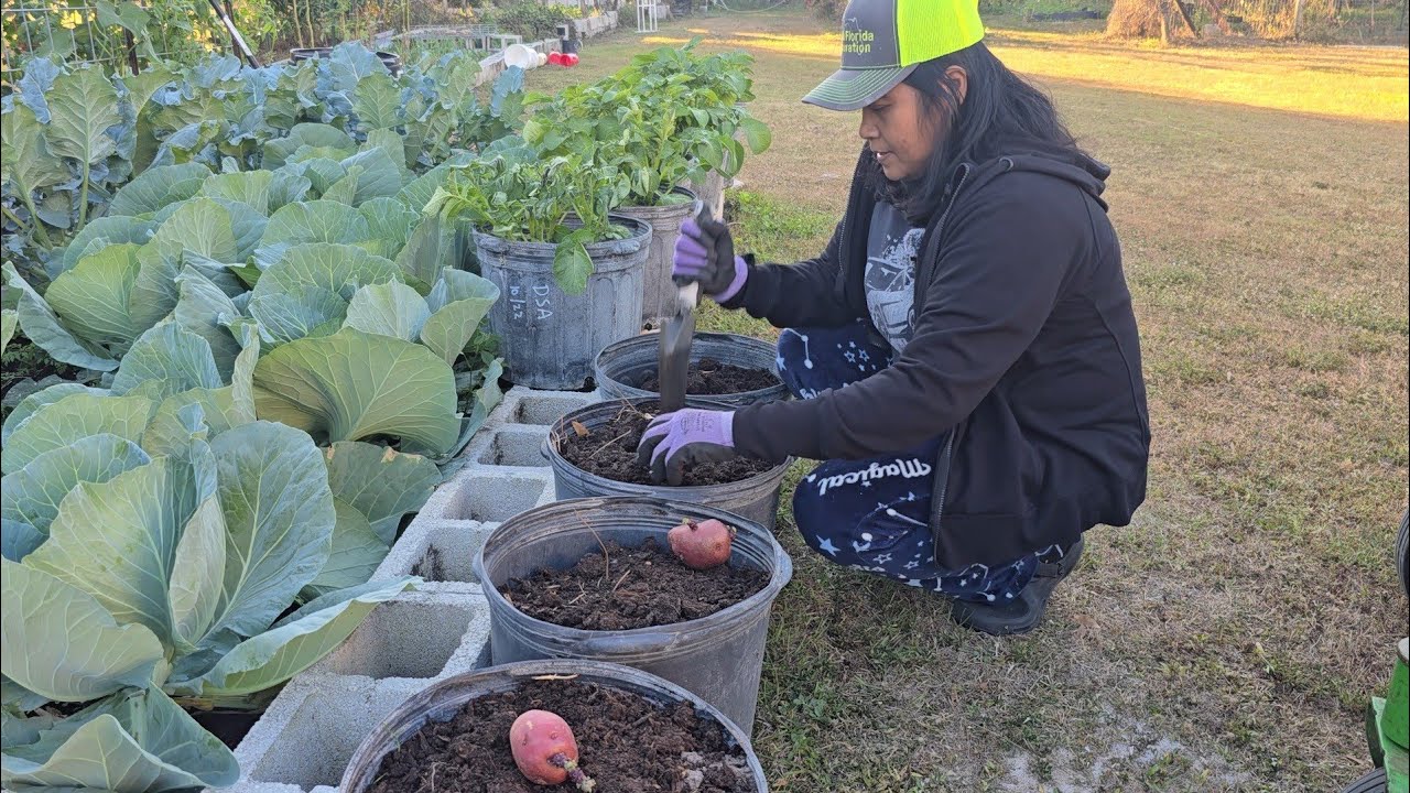 Nag Frost + Tanim Patatas