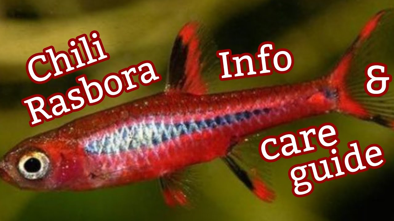 Chili Rasbora Info and Care Guide YouTube