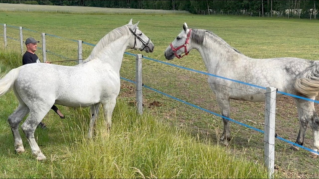 Ogier Śląski Amur - koń barokowy woj. łódzkie