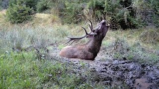 Jelenia ruja v kalisku, vlčica v lete. Volovské vrchy. Wachman Solar