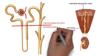 Диуретики: анатомия почки и нефрона, классификация диуретиков, механизм действия