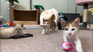 ママ猫不在の為、子猫とお留守生配信