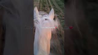 Love Taking Ms. Dolly For A Run. My Sweet Girl