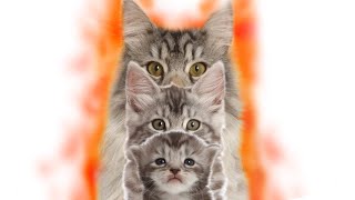 Kitten to Phoenix Cat burning up Time lapse. by Warren Photographic 608,718 views 3 years ago 34 seconds