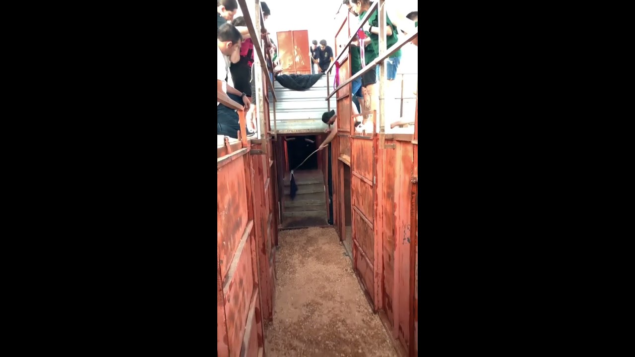  INCRE BLE LA CORNAMENTA DE ESTE TORO BRAVO HERMANOS CAMBRONELL