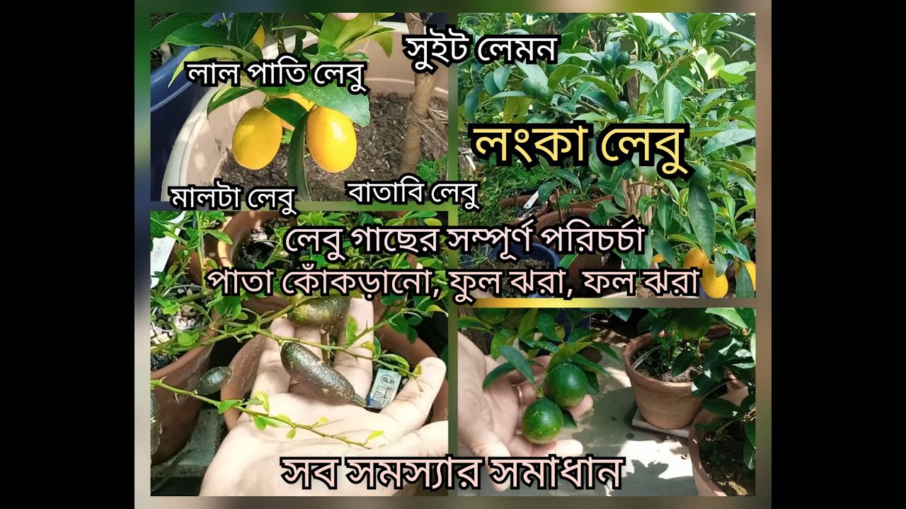 Application of fertilizer||Caring of lemon plant||Solution of leaf curling, flower & fruit dropping