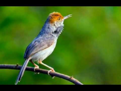 SUARA BURUNG PRENJAK BETINA untuk masteran || FULL DURASI \u0026 TEMBAKAN RAPAT